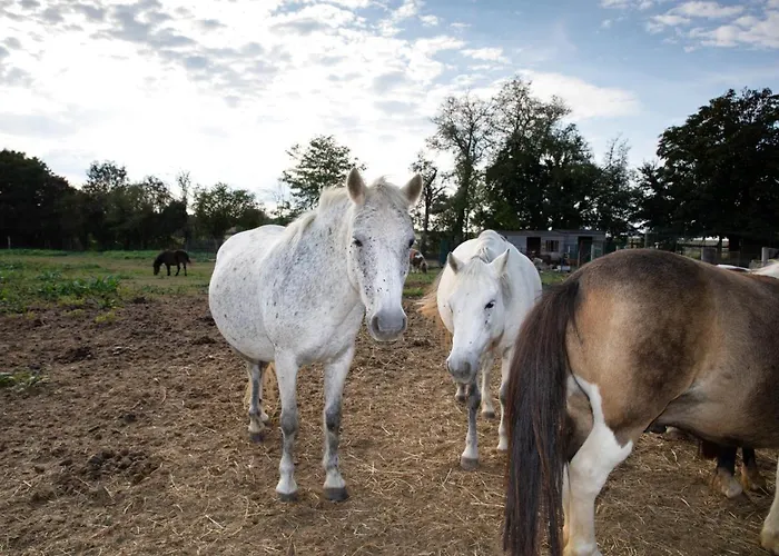 Bed & Breakfast D Hotes 3*